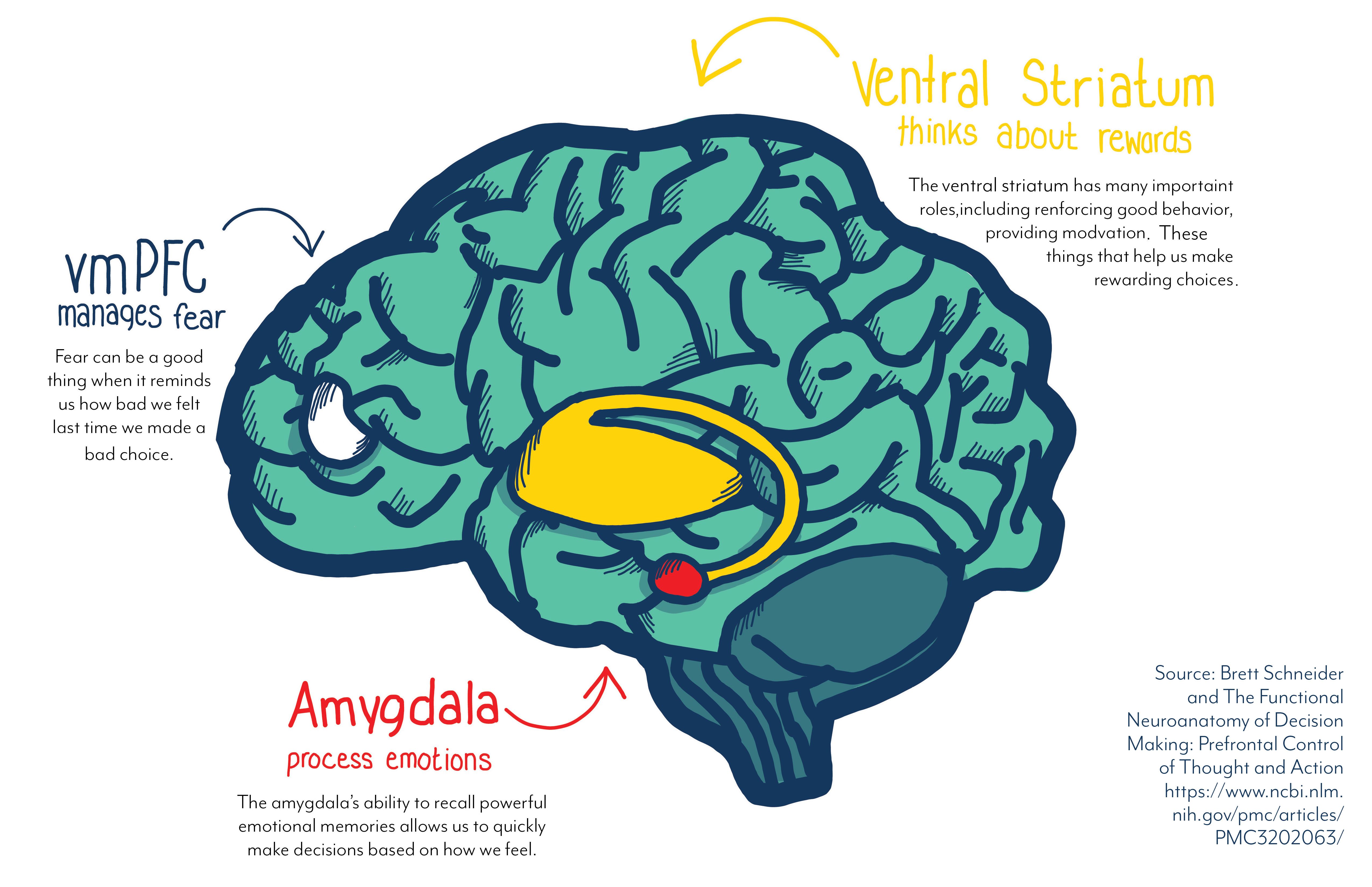 Diagram of the brain highlighting decision making features